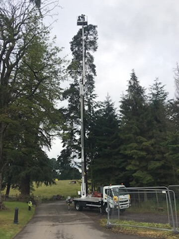 tree surgeon Stirling