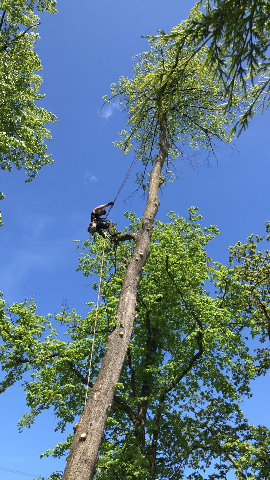 Stump Grinding Perth
