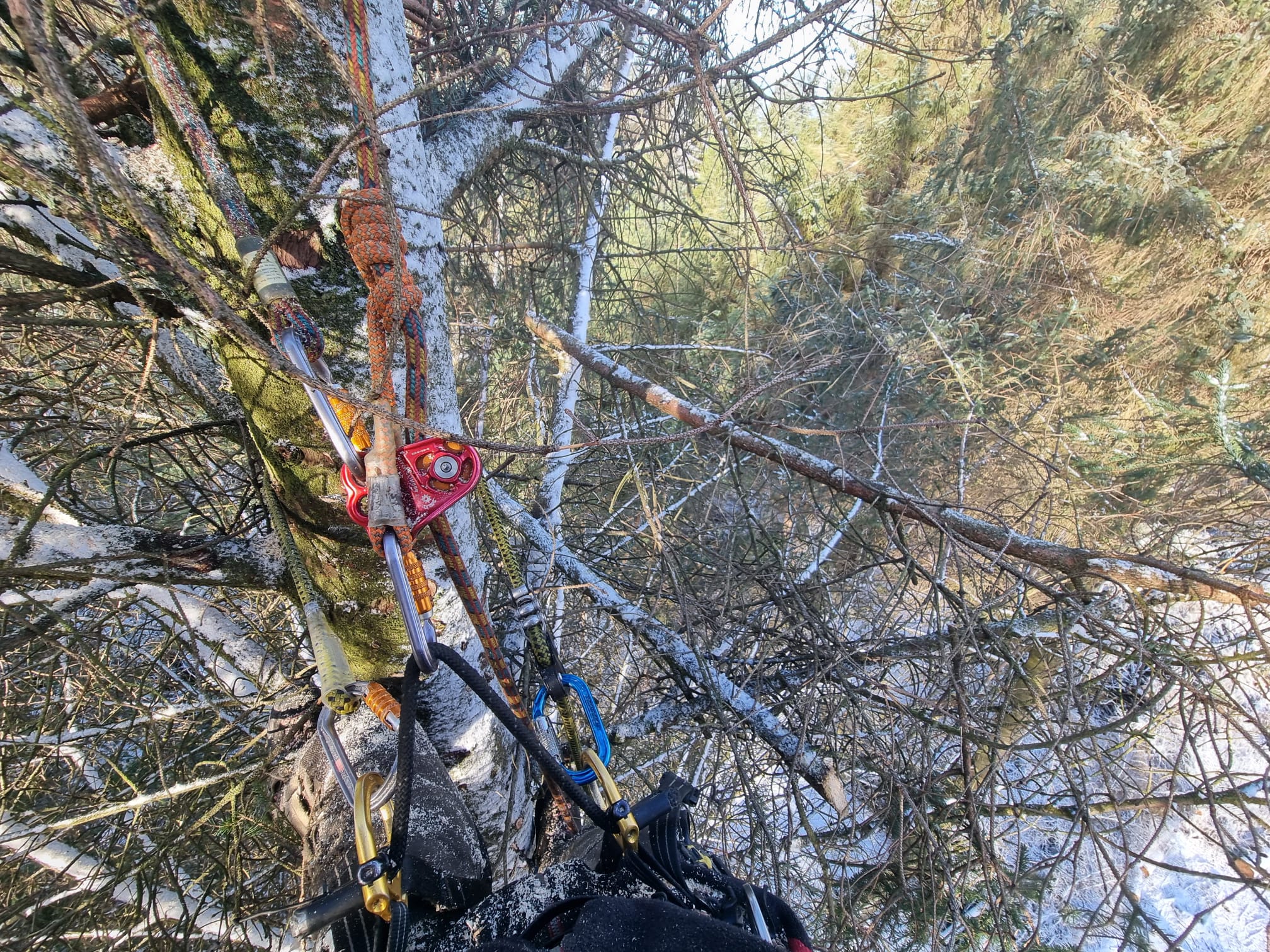 Stump Grinding Stirling
