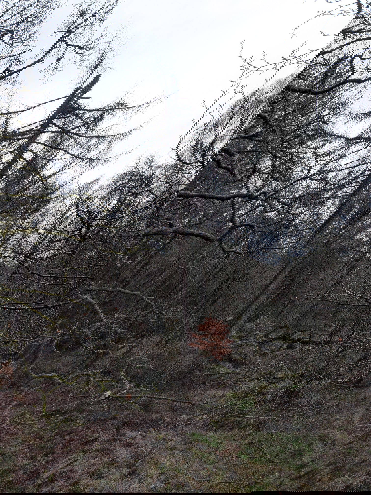 Stump Grinding Glasgow